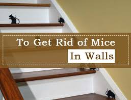 Id stuck in the wall animation. 2 Simple Hacks To Get Rid Of Mice In Walls And Ceilings Pest Wiki