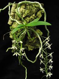 Image result for Mystacidium