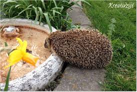Bildergebnis Fur Igeltranke Igel Bilder