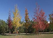 A popular ornamental tree in temperate climates, it is valued for its intense autumn colors, and in its natural habitats, as a timber tree. Liquidambar Styraciflua Wikipedia