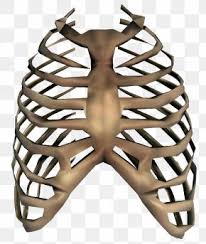 The most common cause of sharp or dull pains in your rib cage is a pulled muscle or fractured rib. Rib Cage Images Rib Cage Transparent Png Free Download