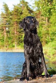 Check your local feed store rather than a pet store. Flat Coated Retriever Hunde