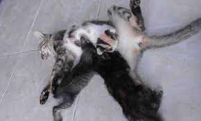 Jika anda menyukai kucing, mimpi ini menunjukkan bahwa di dalam diri anda ada semangat bebas, sensualitas feminin, imajinasi, dan kapasitas. Makna Dan Arti Mimpi Tentang Kucing Yang Harus Kamu Ketahui Kumpulan Informasi Kucing