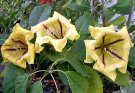 Image result for Solandra maxima