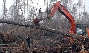 You can reach us through our flickr account or at: Palm Oil Disastrous For Wildlife But Here To Stay Experts Warn Palm Oil The Guardian