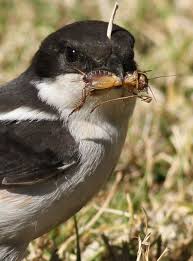 Common Garden Birds Of South Africa Female Southern Fiscal Common Fiscal Lanius Collaris Caught A Cricket At Walter Sisulu National Botanical Garden Johannesburg South Africa National Botanical Gardens Bird Species Africa