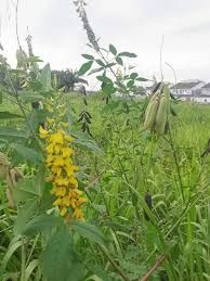 Image result for Crotalaria trichotoma