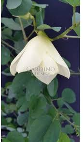 Image result for Bauhinia tomentosa