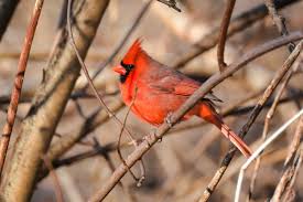 Untli you hear footsteps behind you. When Do Cardinals Lay Eggs Birdwatching Buzz