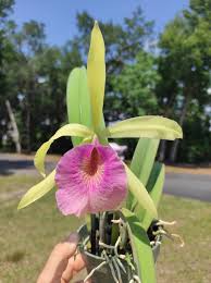 Image result for Cyphia brachyandra