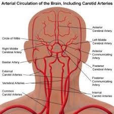 The common carotid artery sometimes follows a very tortuous course, forming one or more distinct loops in the neck. Pin On Anatomy