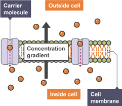 Check spelling or type a new query. Active Transport In Plants Gcse Bitesize History Lastsyn
