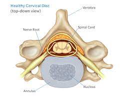 Anatomy at earth's lab is a free virtual human anatomy portal with detailed models of all human body systems. Anatomy Of The Neck Causes Of Neck Pain And How To Manage The Pain