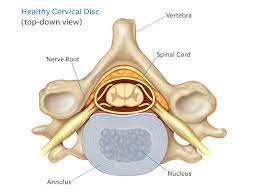 The cervical spine is the top part of the spine. Anatomy Of The Neck Causes Of Neck Pain And How To Manage The Pain