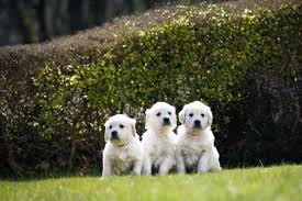 Adorable top quality akc golden retriever puppies for sale! Male And Female Golden Retriever Puppies Available Chowchilla Us En Oc2o