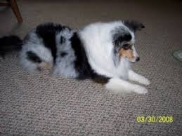 If two merle dogs are bred, puppies can possibly inherit a merle gene from each double merle sheltie. Shetland Sheepdog Puppies For Sale