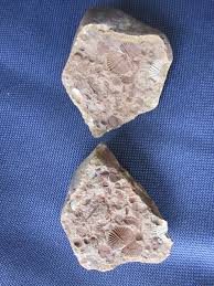 2 Split Rock Fossils Echinoderm Stems By Michiegoodsny On Etsy Echinoderm Fossils Rocks Fossils