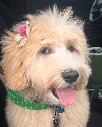 Joy (@_k9joy) • Instagram photos and videos