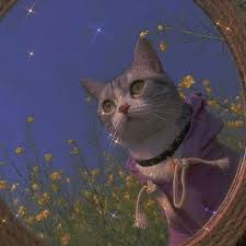 Bongos a d a d ð'ðšð¯ðž ðŸð¨ð¥ð¥ð¨ð° ð©ð¨ð° Cat Profile Cat Aesthetic Cute Little Puppies
