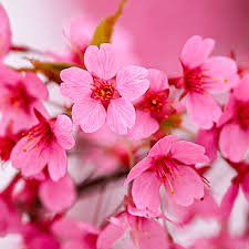 Bright spring flowers and vibrant fall foliage prepare your lawn for multiple seasons of exciting color with the celestial shadow dogwood. Prunus Kursar Small Flowering Cherry Tree Free Delivery