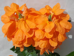 Image result for Crossandra mucronata