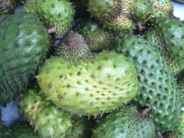 Ia bukanlah dalam kategori pokok durian, tetapi dinamakan. Durian Belanda Ubat Penyakit Kanser