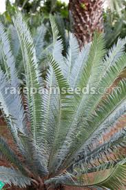 Image result for Encephalartos munchii
