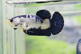 Hmpk Blue Rim Marble Female Beta Baligi