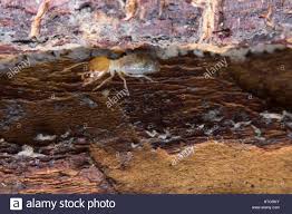 Manchmal kannst du auch kleine löcher im. Termite Termiten Essen Holz Wie Ein Tier Im Haus Stockfotografie Alamy
