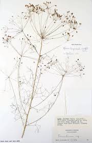 Image result for Physotrichia