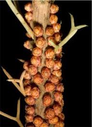 Image result for Pilostyles aethiopica