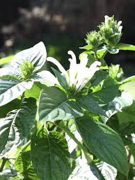 Image result for Barleria whytei
