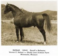 Rafter 1956 B S Giraffe X Ramona By Ibn Raffles Arabian Horse Horses Beautiful Horses