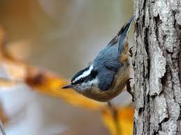 Birds That Start With Red Christmas Bird Count Takes Off Dec 14 Birds Christmas Bird What Is A Bird