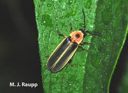 Fireflies are busy flashing for mates! Lampyridae spp. — Bug of the Week