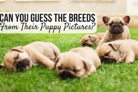 Do you consider yourself a prolific pooch expert? Fun Dog Quizzes Facts Trivia