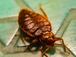Cockroaches, Bedbugs... To Eradicate Them, Don'T Use Banned Products! |  Anses - Agence Nationale De Sécurité Sanitaire De L'Alimentation, De  L'Environnement Et Du Travail