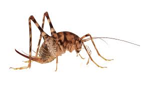 Entire body and antennae can be 4 inches. Camel Jumping Crickets Lansdowne Aldan High School Class Of 1954