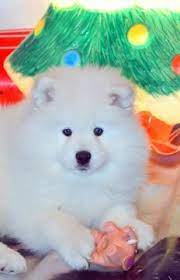 Samoyed Puppy For Sale In Chino Hills Ca Adn 66456 On Puppyfinder Com Gender Male Age 4 Months Old Samoyed Puppies For Sale Samoyed Puppy Puppies For Sale