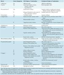 Cranial Nerves And Their Nuclei Neupsy Key