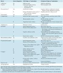 cranial nerves and their nuclei neupsy key