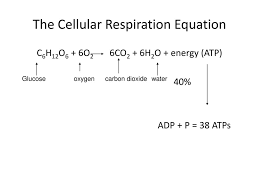 Carbon dioxide (co2) water (h2) atp (energy) this equation means that plants take c02 (carbon dioxide) and water, and with the assistance of solar energy, turn it into glucose and oxygen (o2). Cellular Respiration Ppt Download