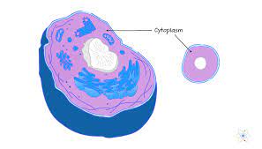 Check spelling or type a new query. Cytoplasm Definition Structure Function With Diagram