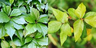 Virginia creeper (parthenocissus quinquefolia) climbs up trees in a forest, adding some columnar red to a deep woods. Quiz Can You Identify These Dangerous Summer Plants And Bugs