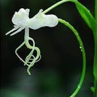 Image result for Habenaria malacophylla