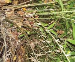 Image result for Cissus nigropilosa