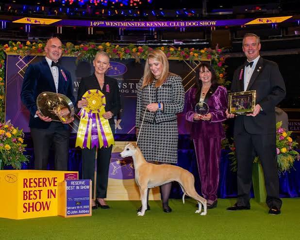 2025 Best in Show - The Westminster Kennel Club