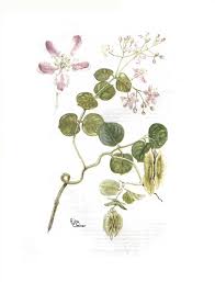 Image result for Triaspis hypericoides