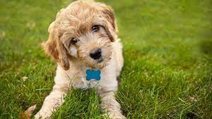Mini/standard golden doodles for sale are designer dogs bred not just to be cute — though they certainly. Goldendoodle Puppies Under 1000 05 2021