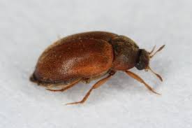 In haus und garten gibt es zahlreiche schwarze käfer, die den pflanzen und der ernte gefährlich werden können. Kleine Braune Kafer Die 5 Haufigsten Arten